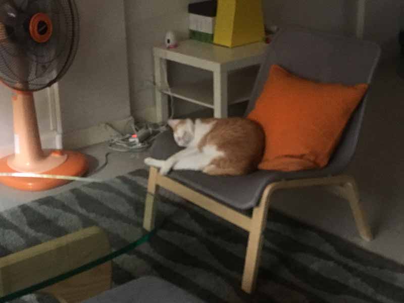 airbnbの猫ちゃん