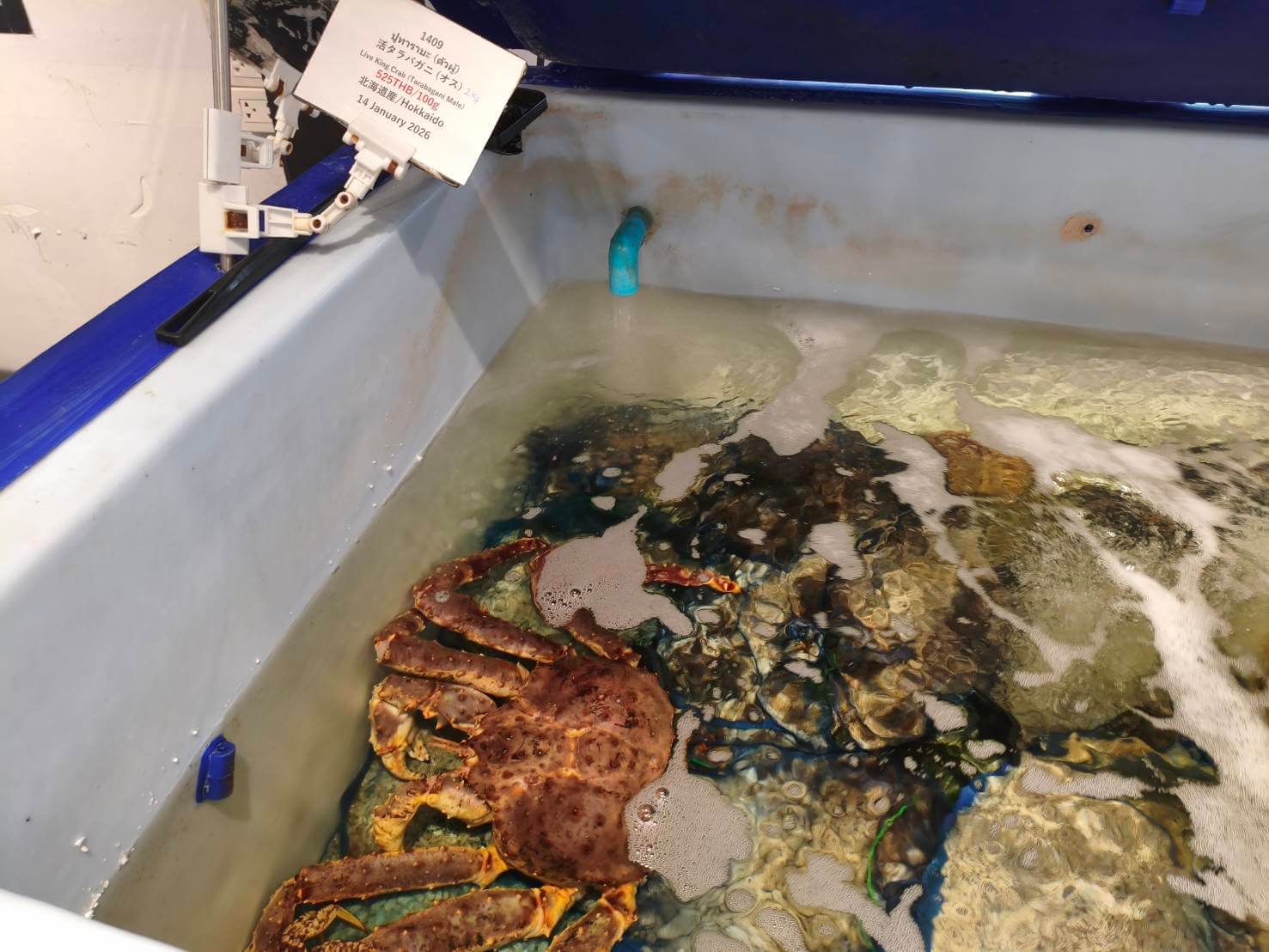 トンロー日本市場