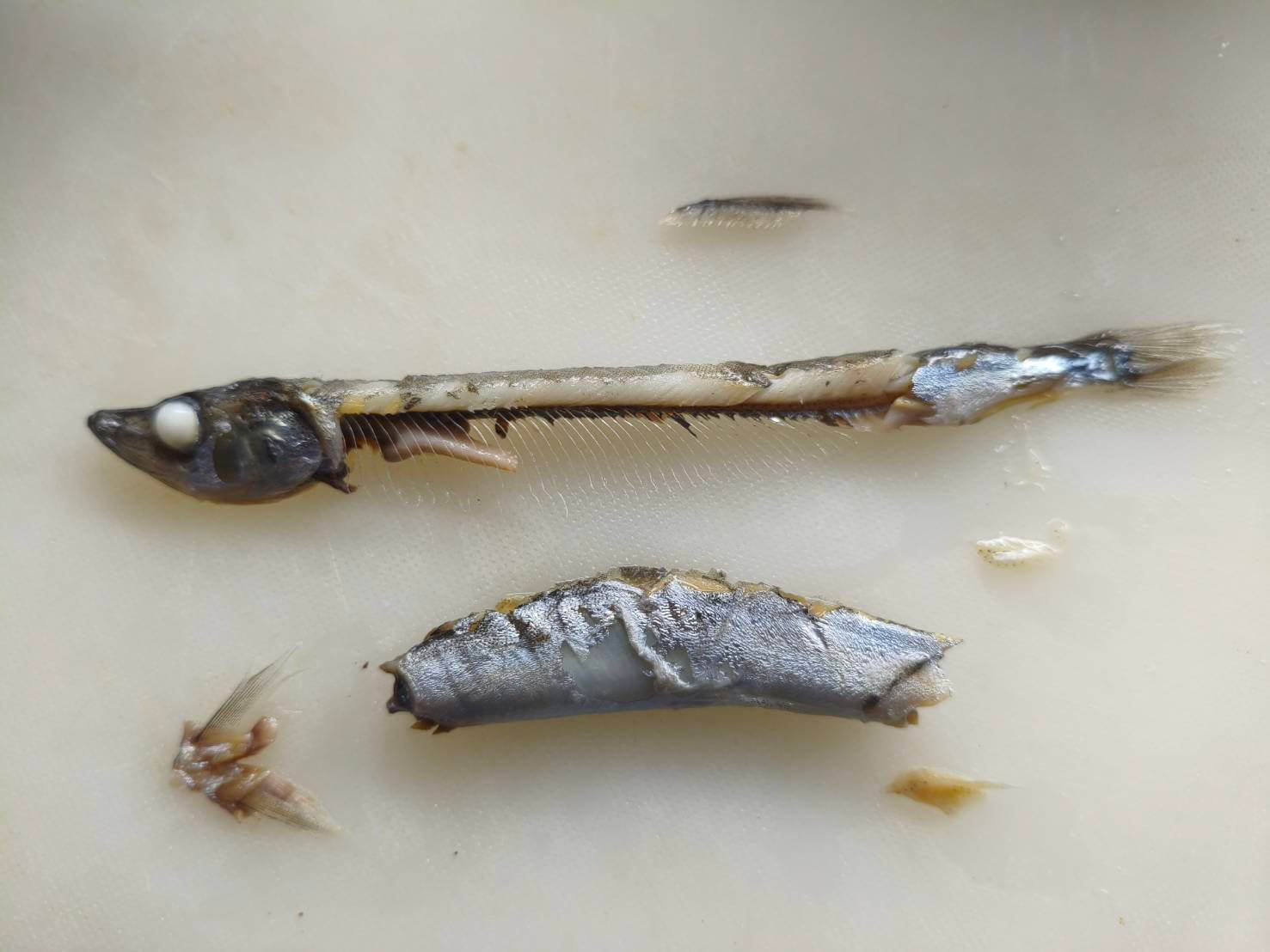 離乳食のカラフトシシャモ