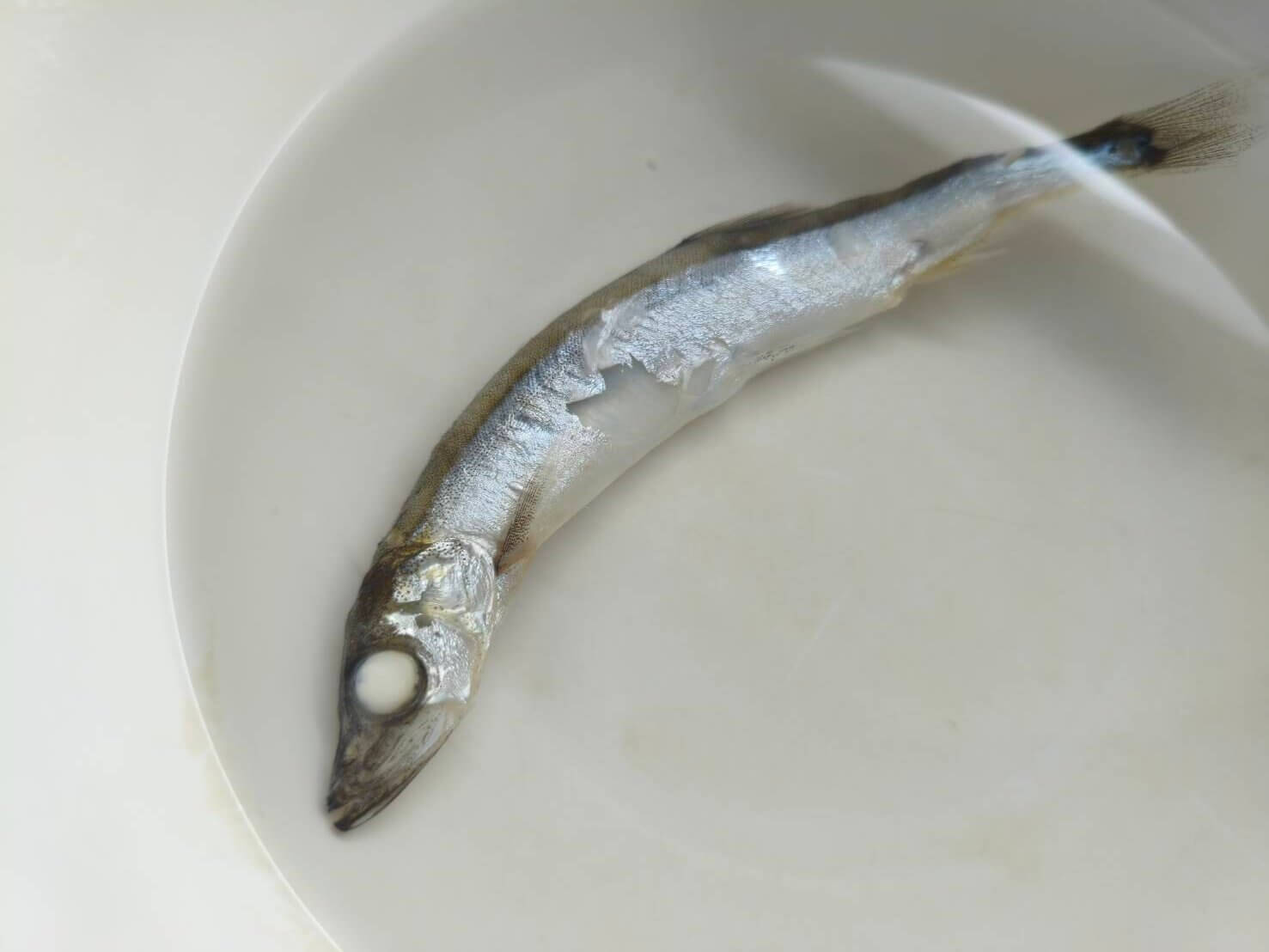 離乳食のカラフトシシャモ