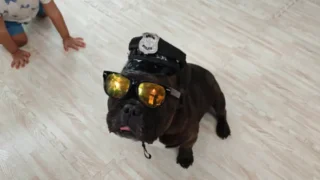 エカマイのドッグカフェ「Dog in Town Ekkamai」