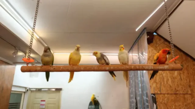 バンコクの鳥カフェ「Happy Bird's Day」で色鮮やかなインコと触れ合う様子