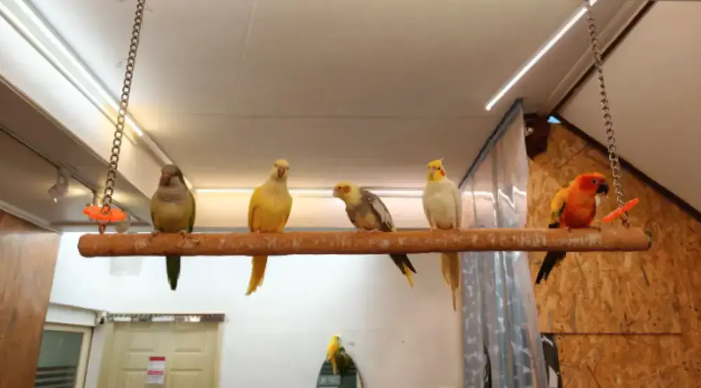 バンコクの鳥カフェ「Happy Bird's Day」で色鮮やかなインコと触れ合う様子