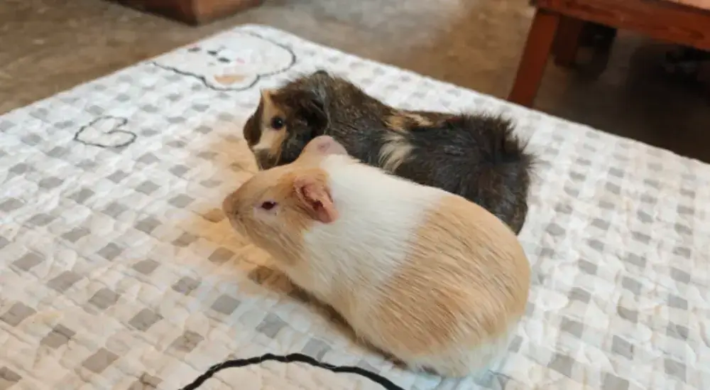 プナウィティのラビットカフェ