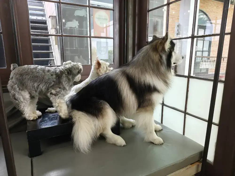 かわいいワンちゃんたち