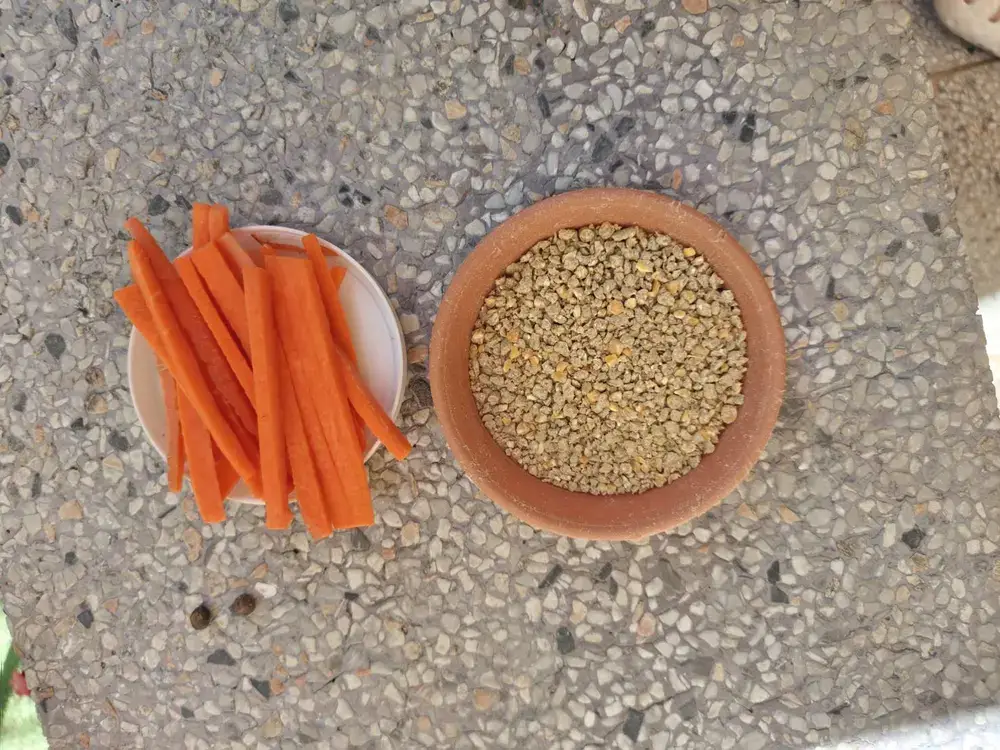 受付でもらえるミーアキャットの餌