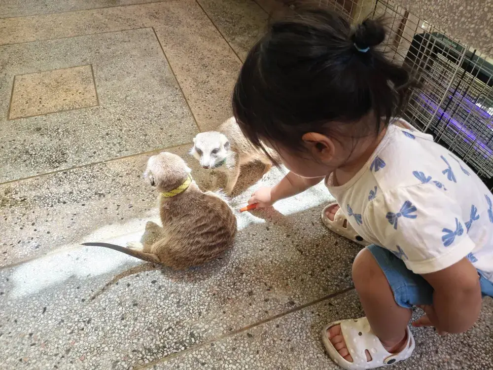 バンコク・エカマイのHappy Bird's Day のミーアキャット