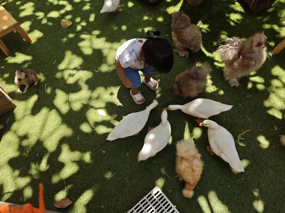 バンコクの鳥カフェで餌のカップに集まるたくさんの鳥たち