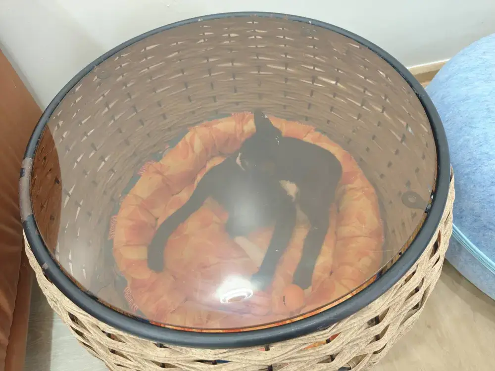 キャットハウスの中で丸まって眠る黒猫の様子