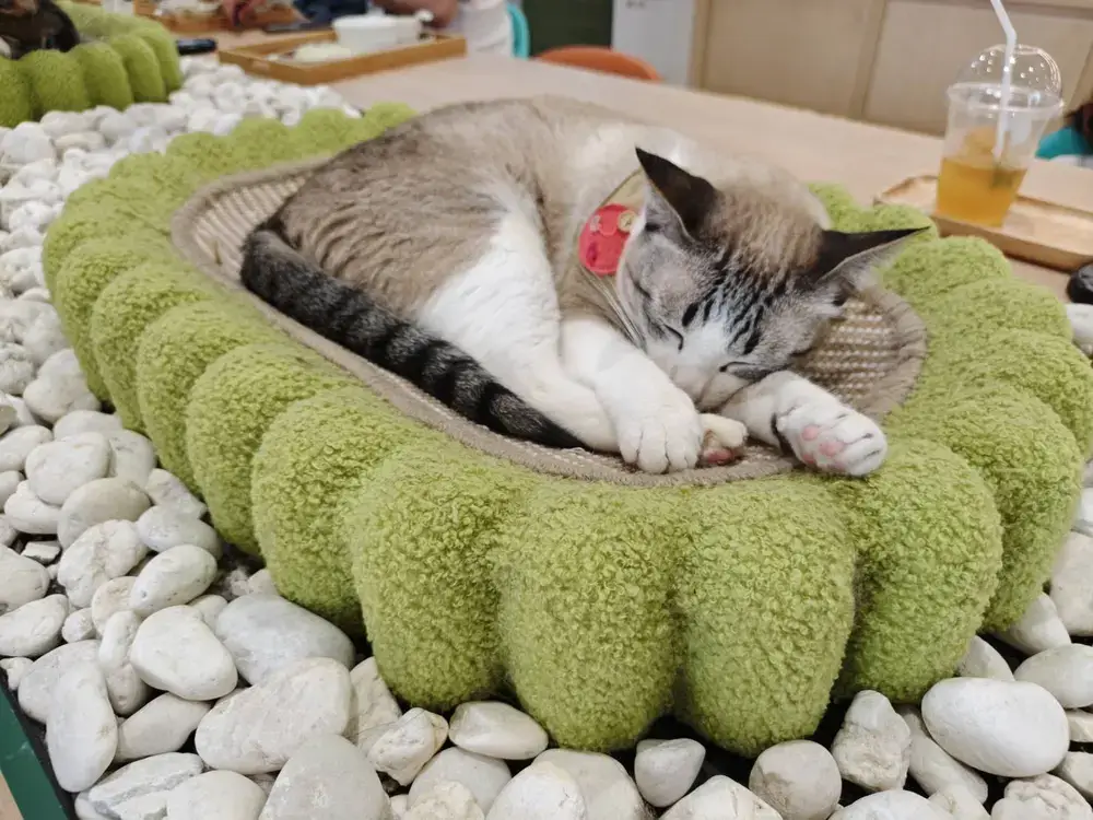 緑色のクッションの上で気持ちよさそうに昼寝をする猫