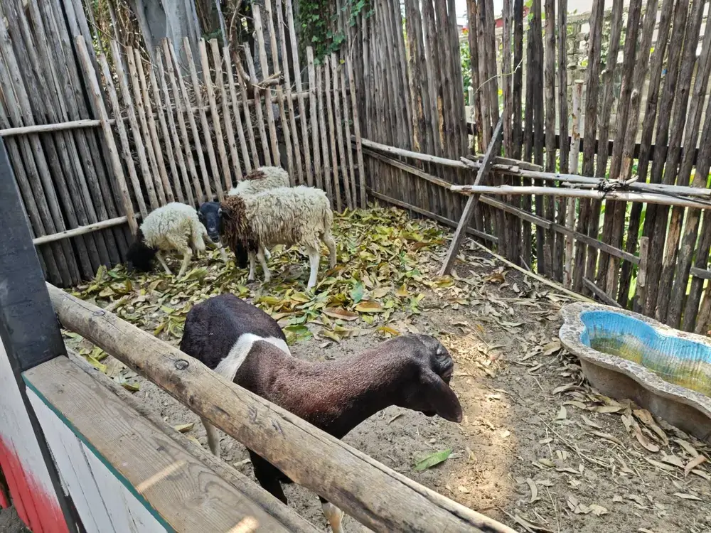 ヤギの飼育スペース。動物と触れ合えるカフェ。サファリガーデン。