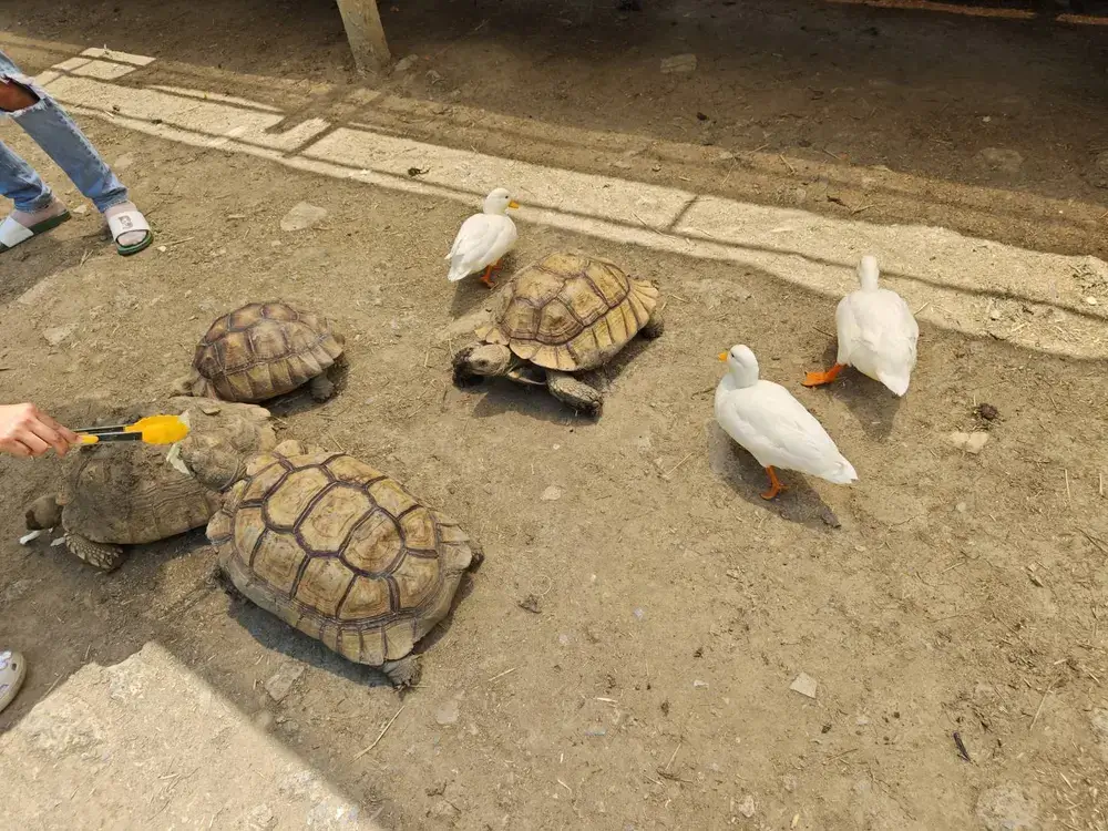 バンコクのTurtle Rabbit Cafeで大きな亀とアヒルが触れ合う様子