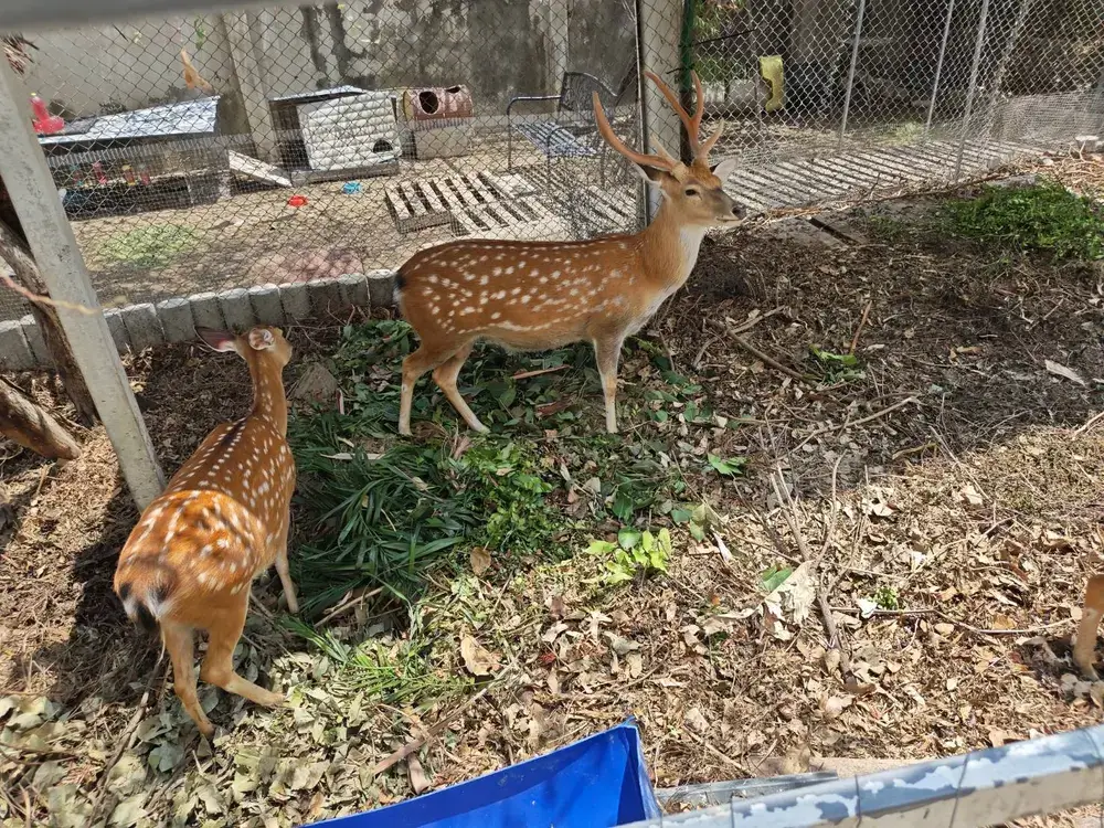 カフェ内の飼育エリアにいる2頭の小鹿