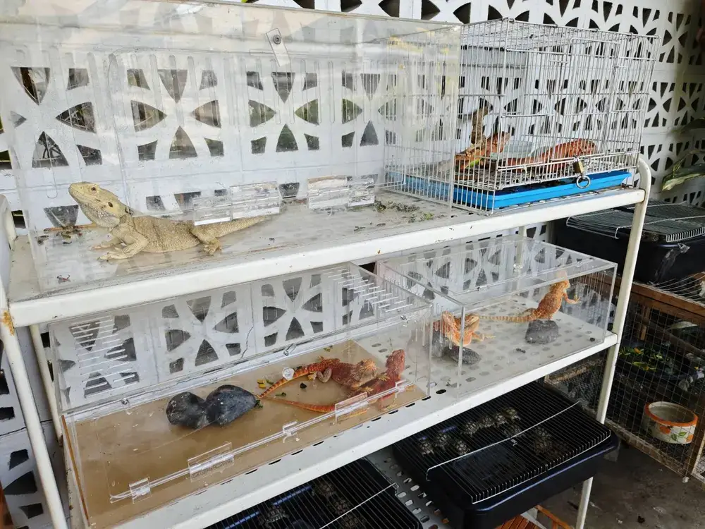 爬虫類（トカゲなど）が展示されているケージ棚