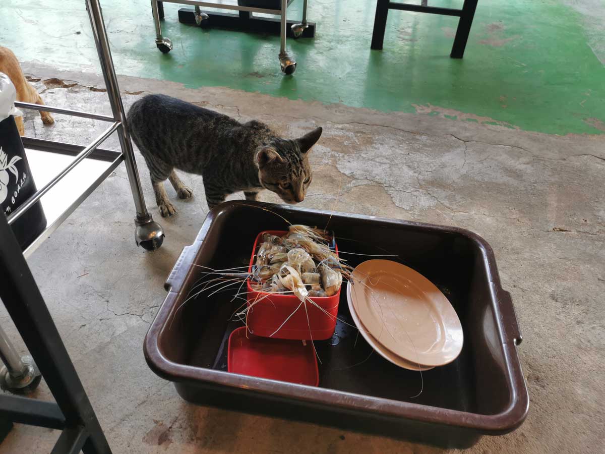 ベストビーフ（best beef）スクンビット71店に住み着いている猫