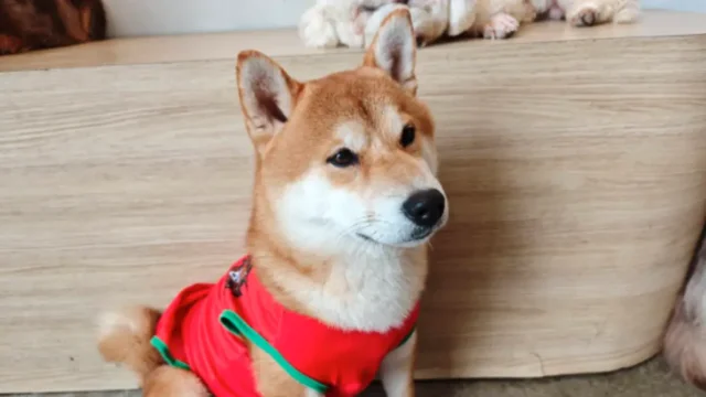 Paw Country Cafe チャトチャック｜犬猫と遊べるMixt Chatuchakのペットカフェ