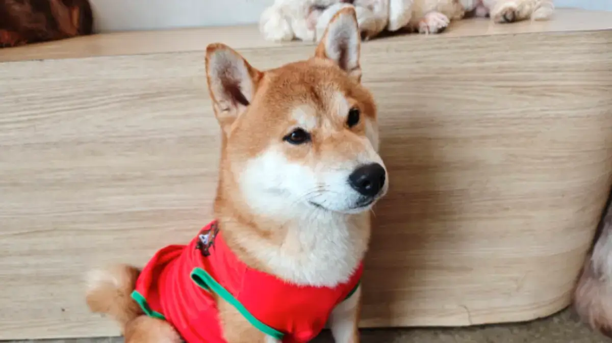 Paw Country Cafe チャトチャック｜犬猫と遊べるMixt Chatuchakのペットカフェ