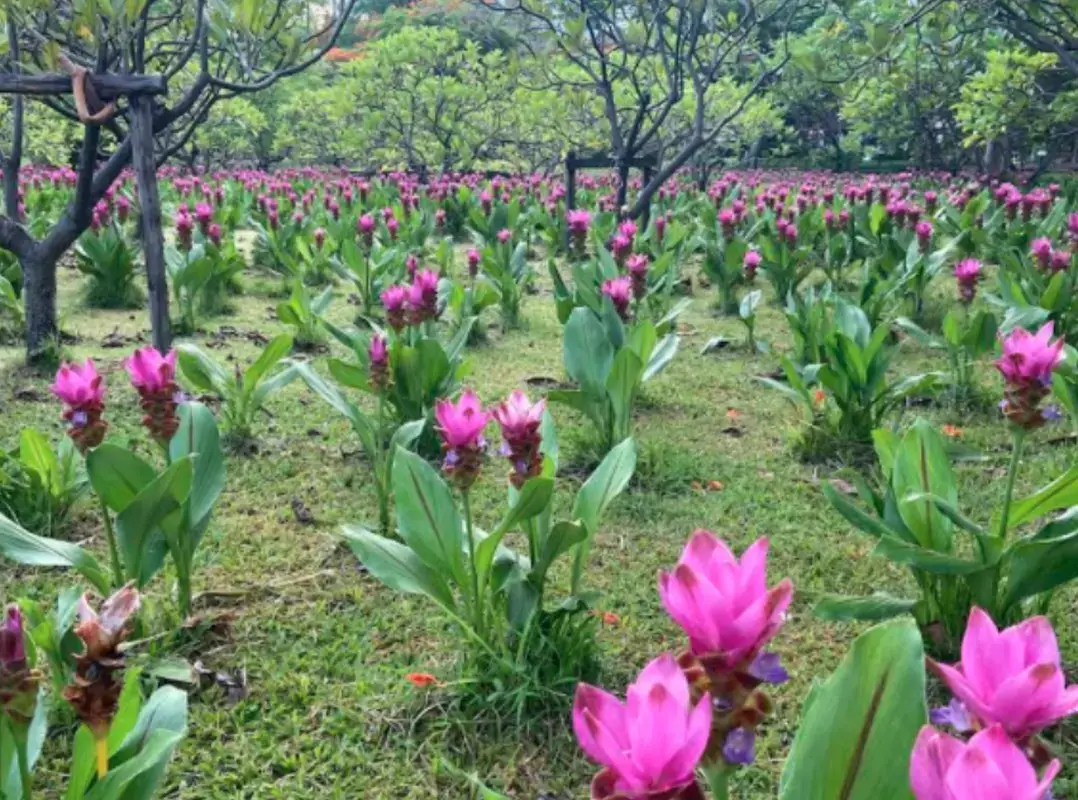花畑