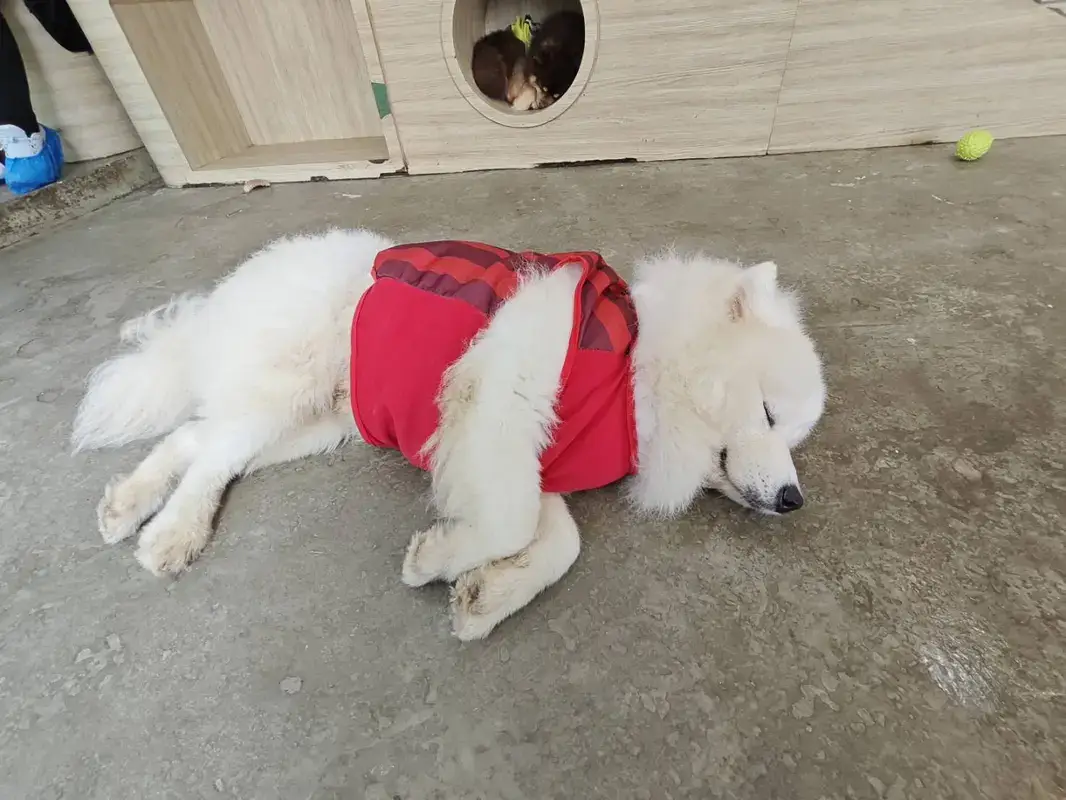 Paw Country Cafeで会えたサモエド犬