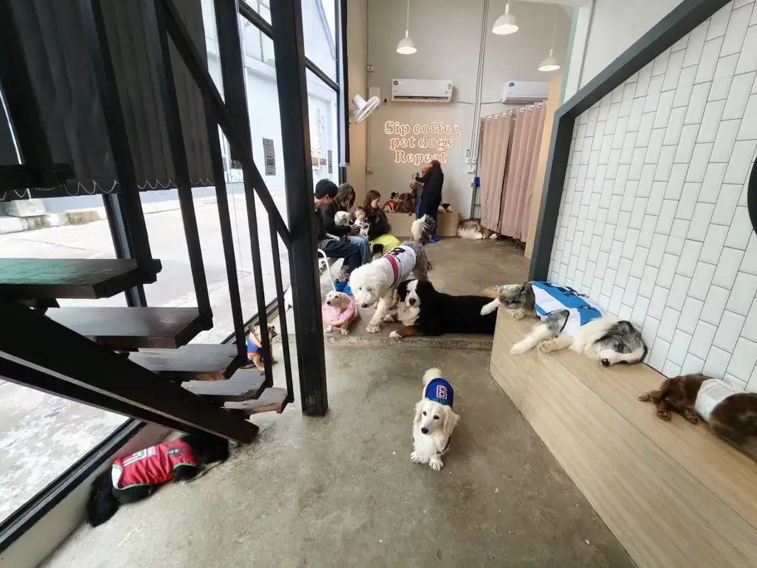 Paw Country Cafeの1階にある犬とふれあえる部屋
