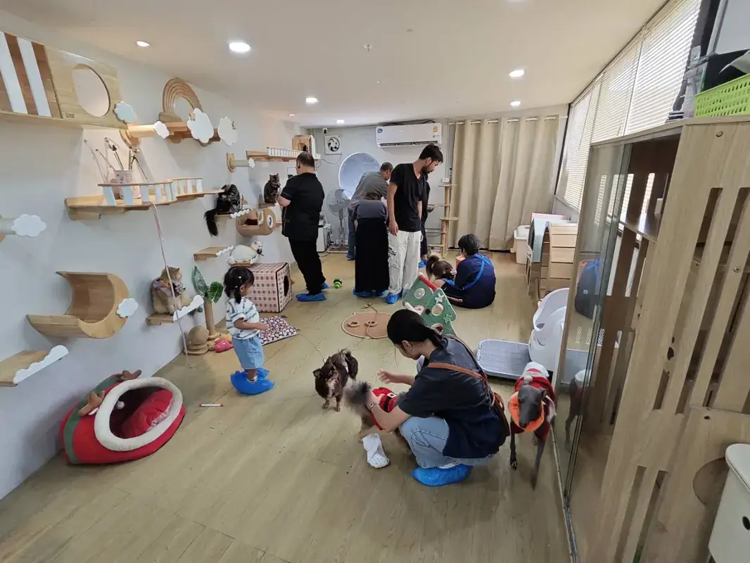 Paw Country Cafeの2階にある猫とふれあえる部屋