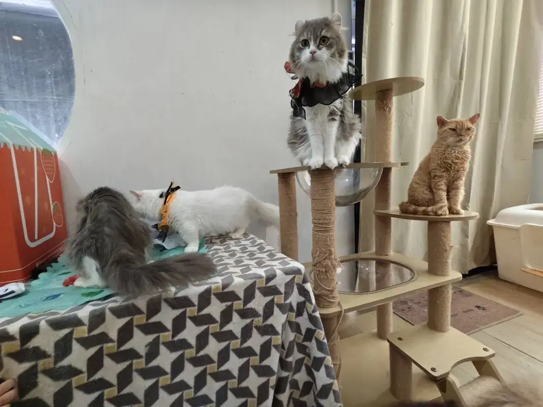 Paw Country Cafeの2階でくつろぐ猫たち