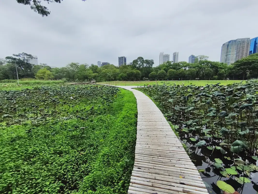 ワチラベンチャタート公園の蓮の遊歩道