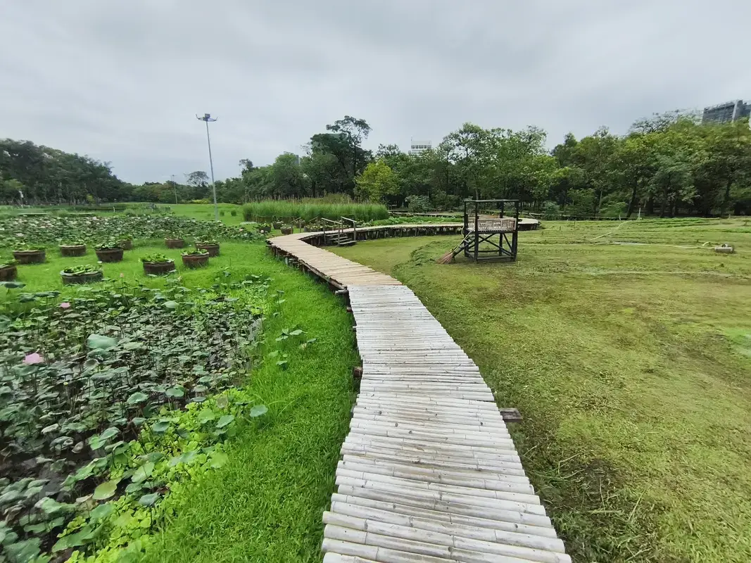 ワチラベンチャタート公園の蓮の遊歩道